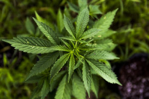 Learn about growing marijuana after you get your medical marijuana card online.