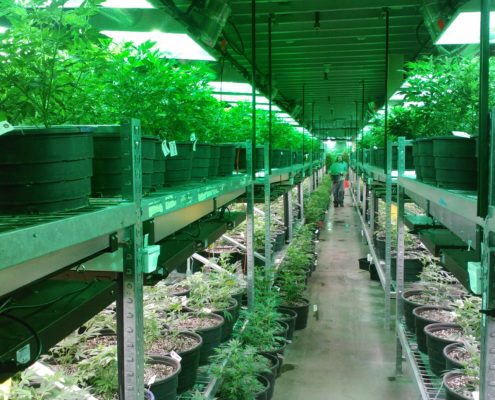 Colorado growhouse