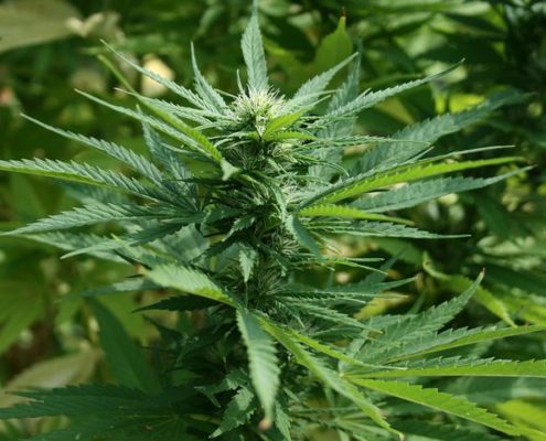 Medical Marijuana and THC