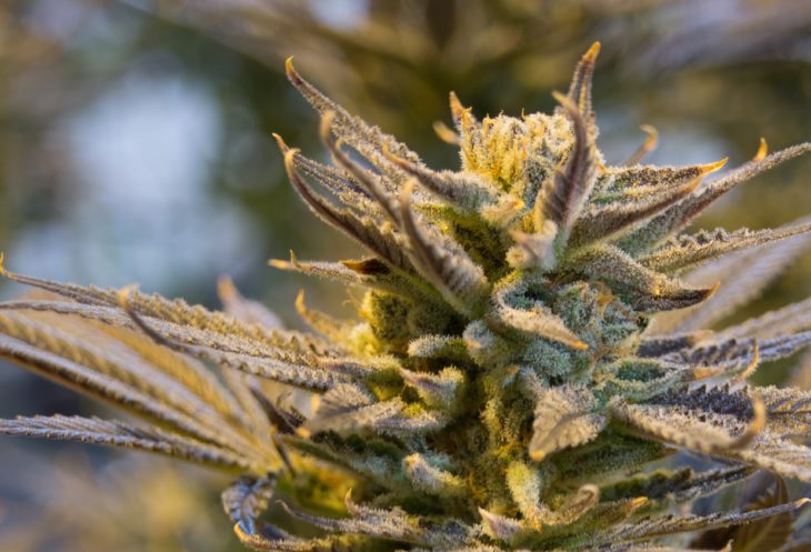MMJ Recs - cannabis
