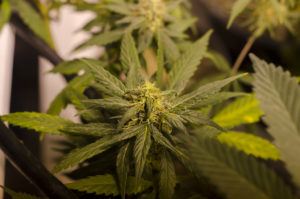 MMJ Recs - weed
