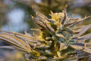 MMJ Recs - medical cannabis