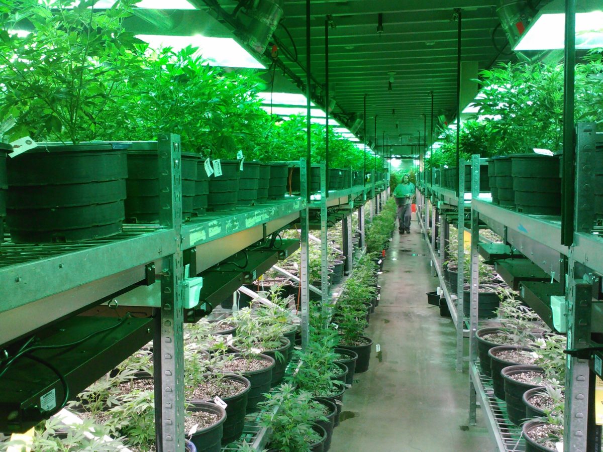 MMJ Recs - dispensary