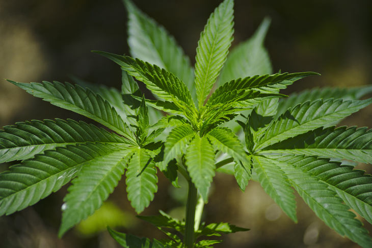 MMJ Recs - Cannabis Plant