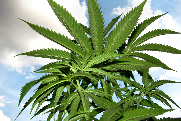 MMJ Recs - Marijuana Plant