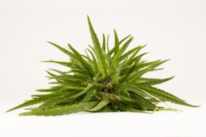 MMJ Recs - MMJ Strain