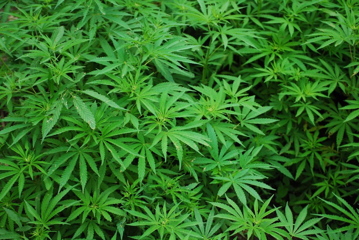 MMJ - marijuana plants