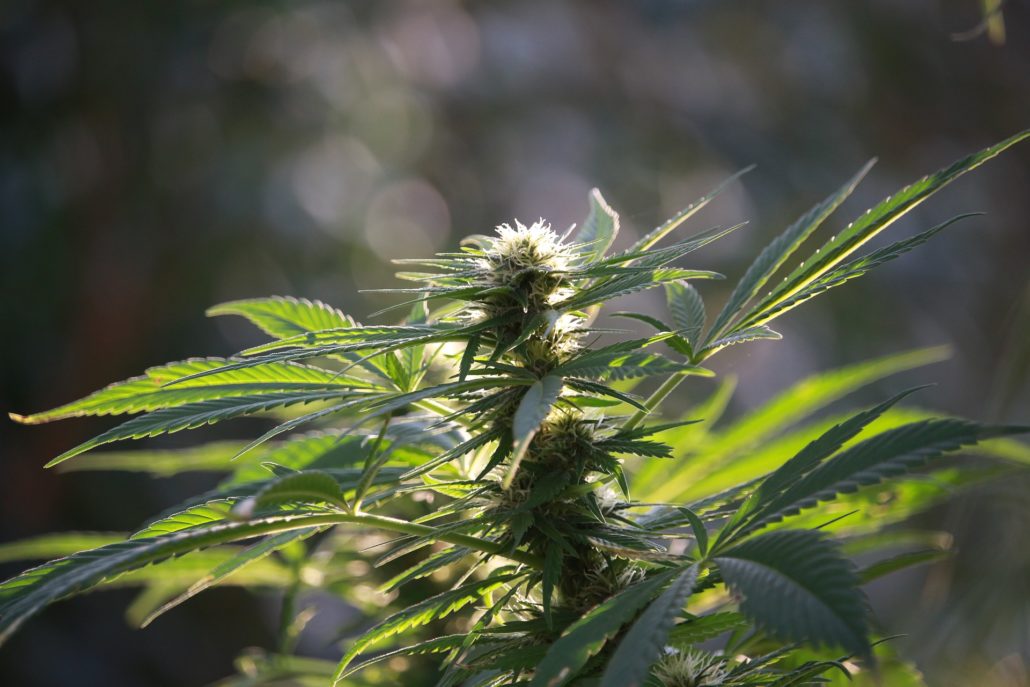 MMJ - flowering marijuana plant