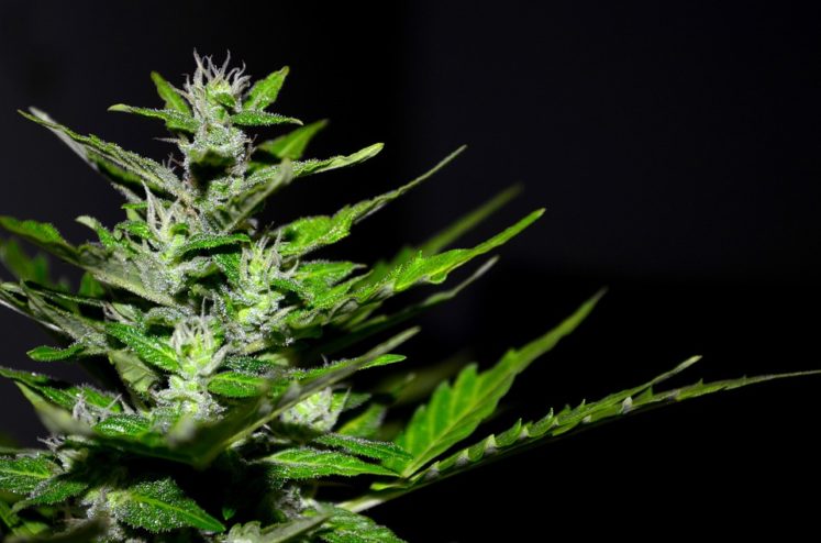 MMJ Recs - Marijuana Plant