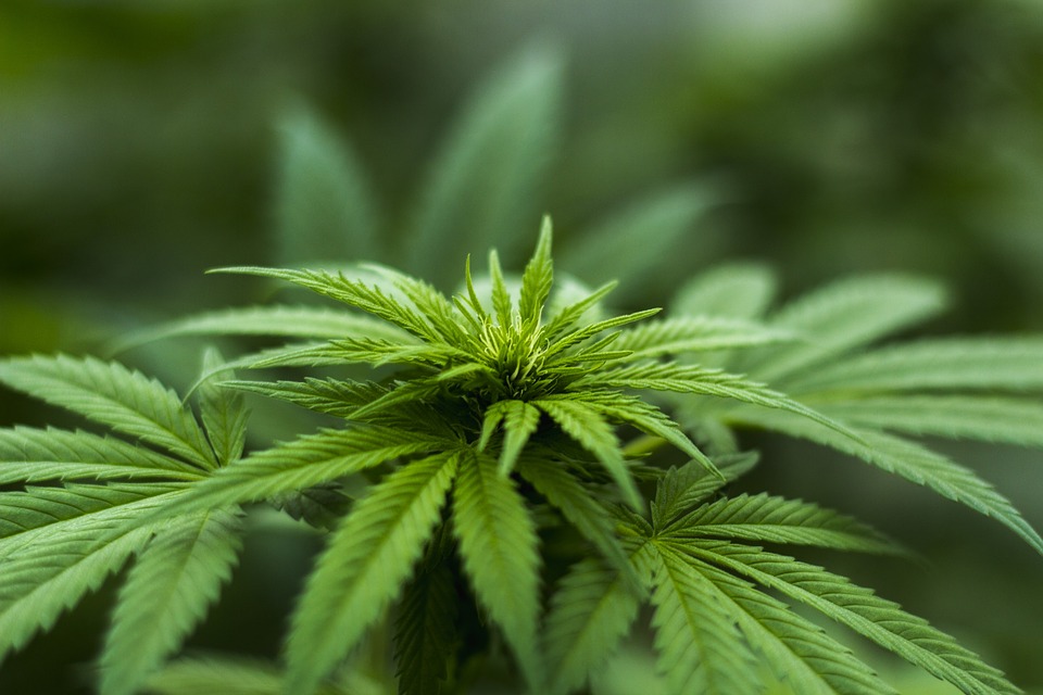 MMJ - marijuana plant