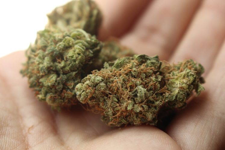 MMJ Recs - Marijuana in Hand