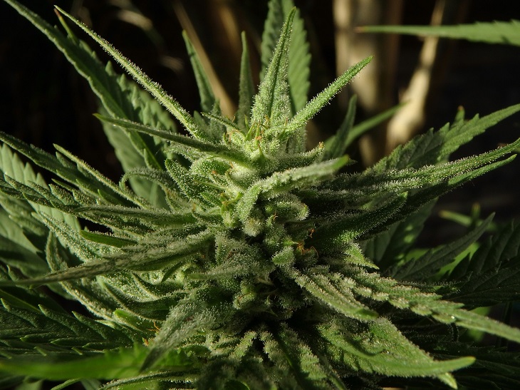 MMJRecs - medical marijuana plant