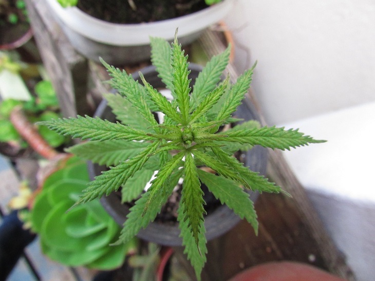 MMJ Recs - MMJ use