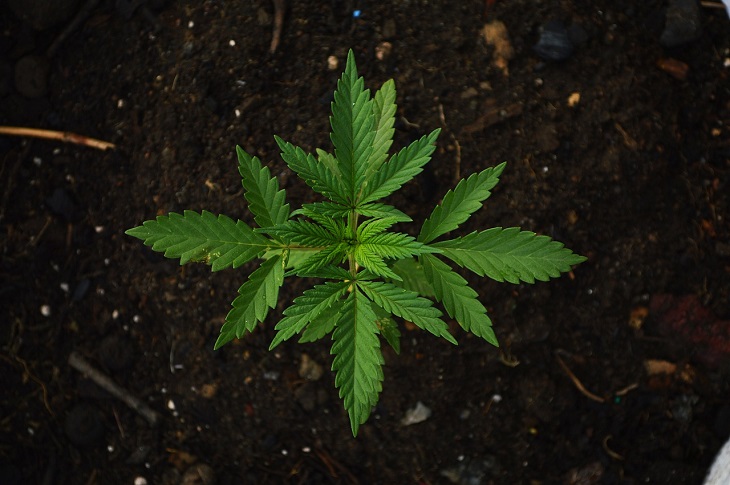 MMJ Recs - medical marijuana plant