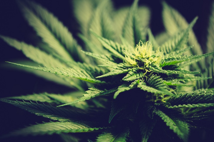 MMJ Recs - medical marijuana plant