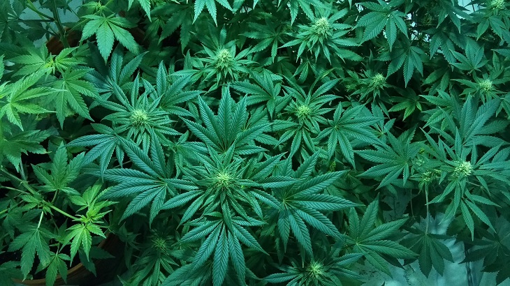 MMJ Recs - MMJ plants