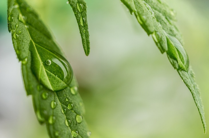 MMJ Recs - cannabis