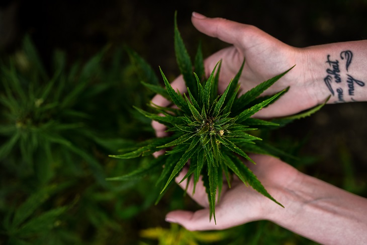 MMJ Recs - MMJ plant