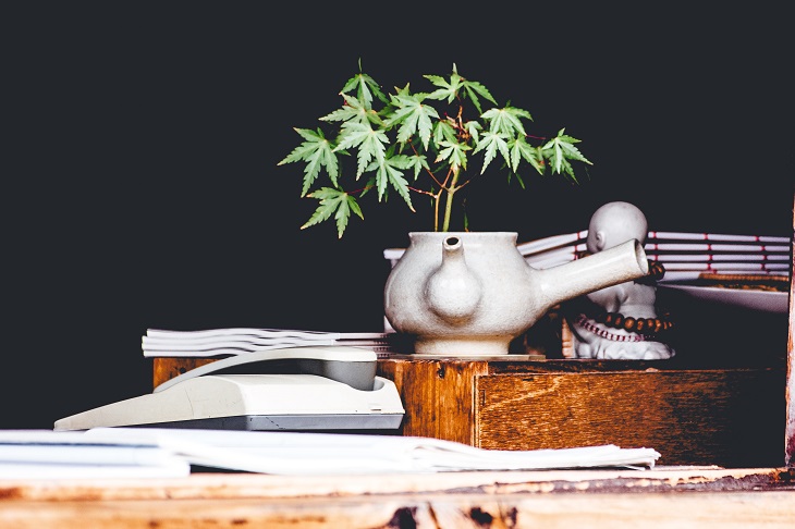 MMJ Recs - MMJ plant in pot