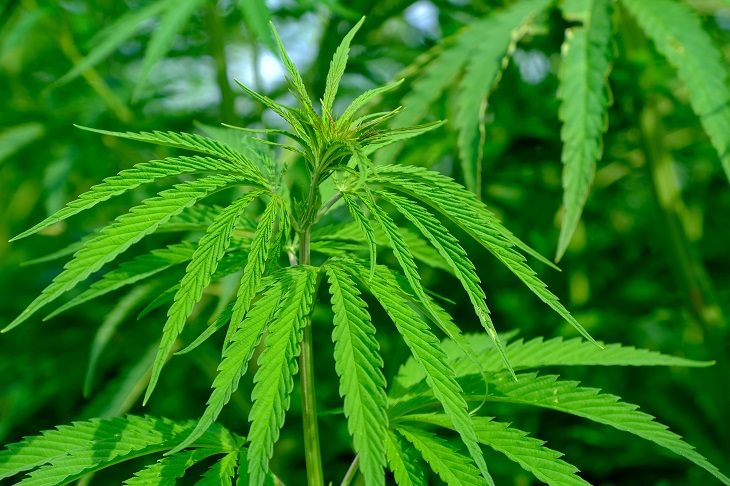 MMJ Recs - MMJ plant