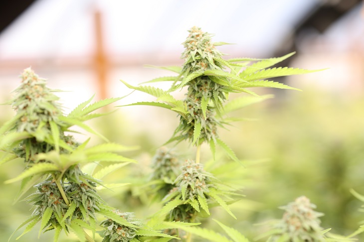 MMJ Recs - medical marijuana plant