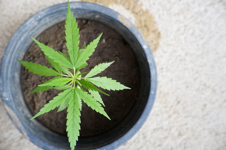 MMJ Recs - marijuana plant