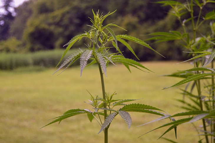 MMJRecs - MMJ plant