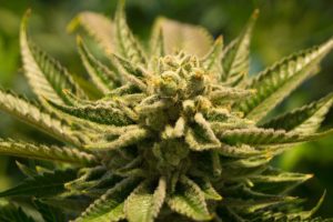 MMJRecs - MMJ strains