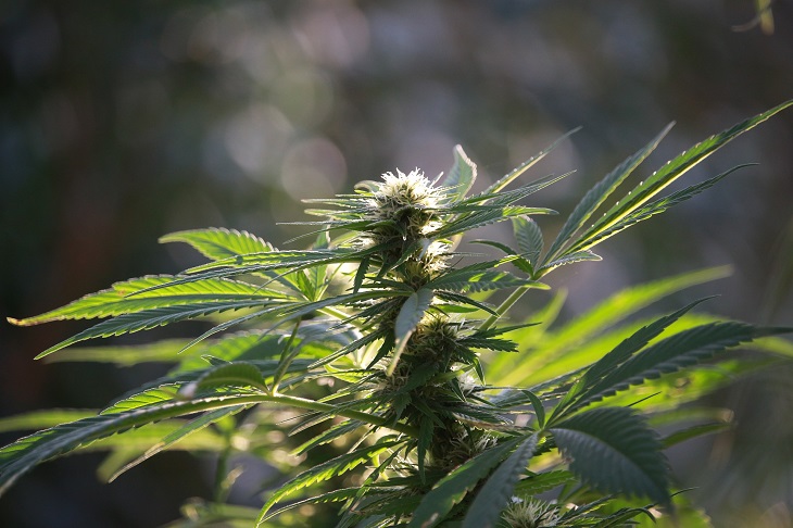 MMJRecs - medical marijuana strain