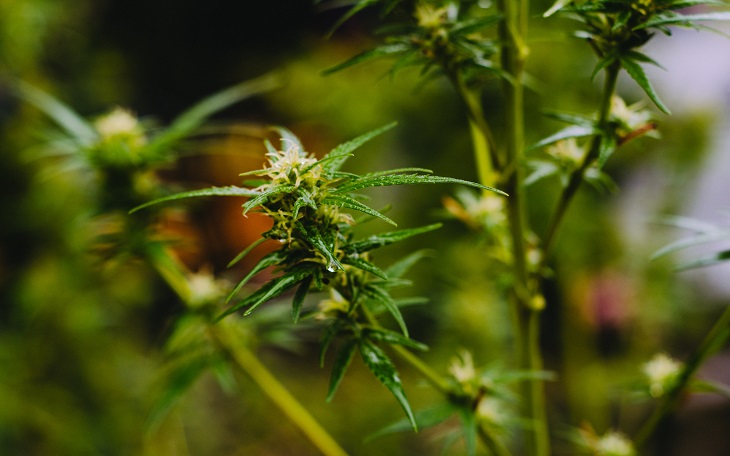 MMJRecs - marijuana plant