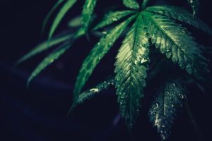 MMJRecs - mmj plant