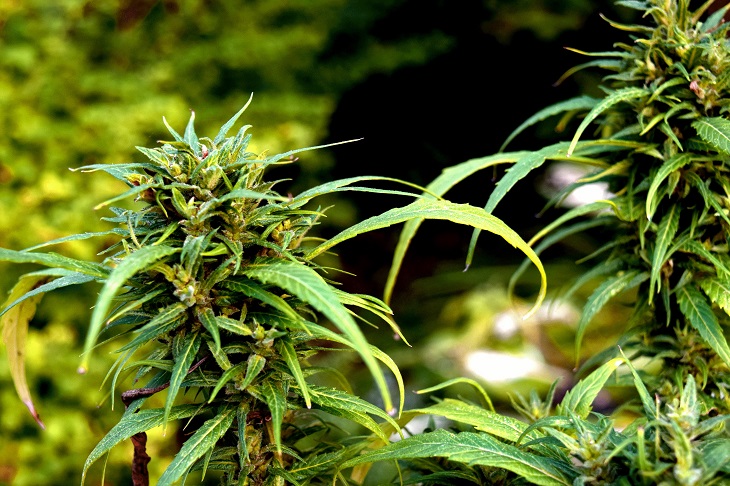 MMJRecs - marijuana plant