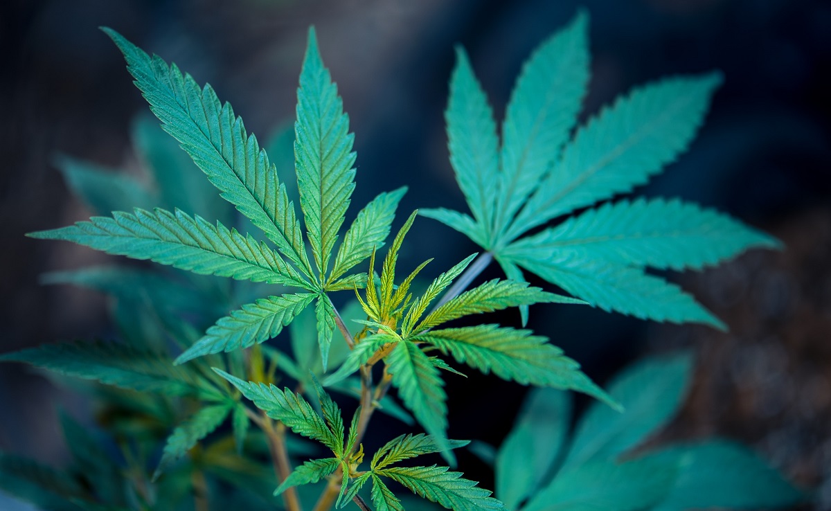 MMJRecs - marijuana recriminalized