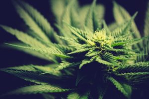MMJRecs - marijuana plant