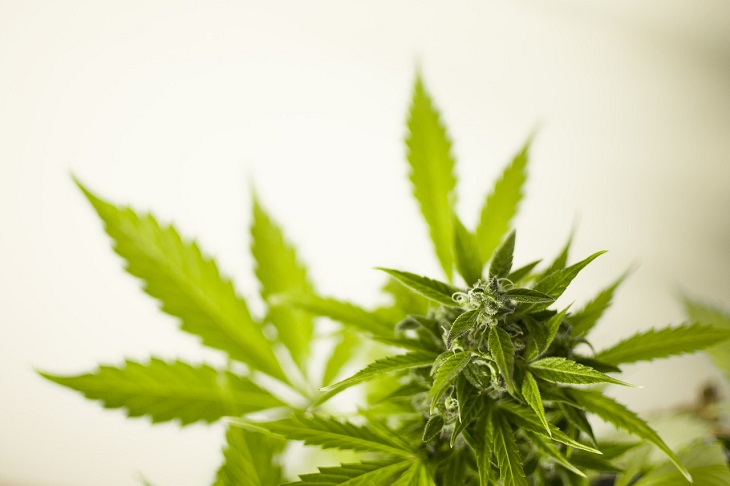 MMJRecs - marijuana plant