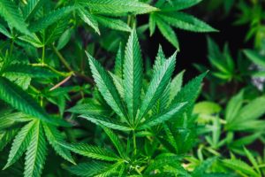MMJRecs - growing MMJ at home