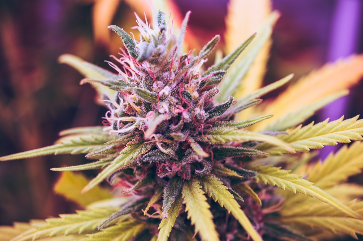 MMJRecs - MMJ products