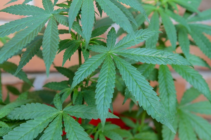 MMJRecs - cannabis plant
