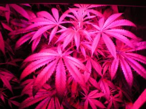 MMJ - Marijuana Grow
