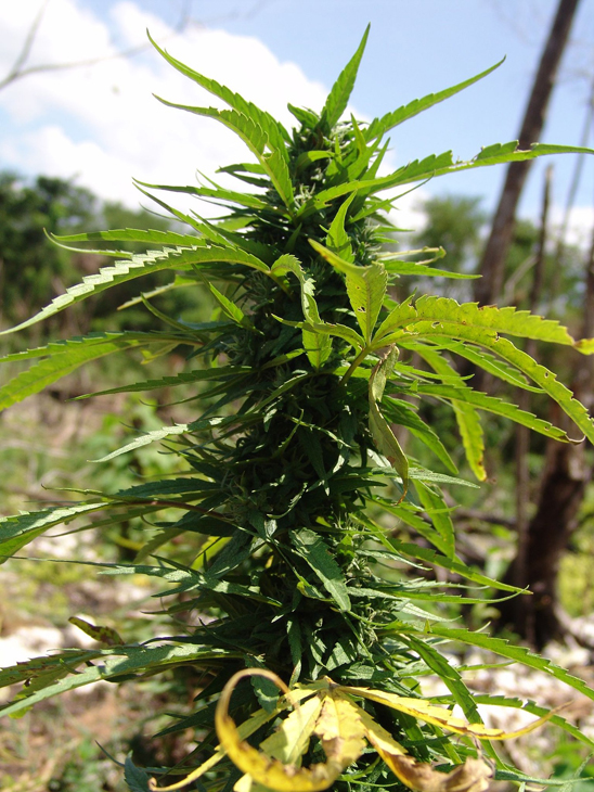 MMJ Recs - Cannabis Plant