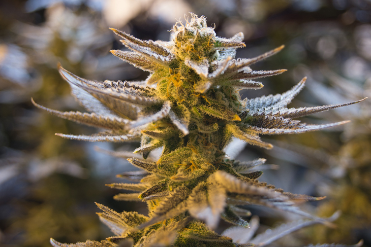 MMJ Recs - Close Up Cannabis Plant
