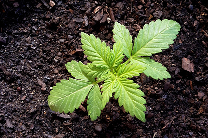 MMJ Recs - Marijuana Plant on Ground