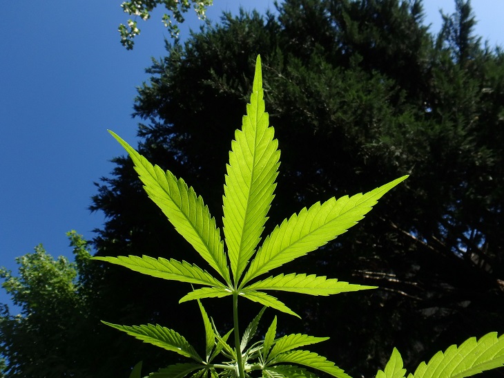 MMJRecs - cannabis plant
