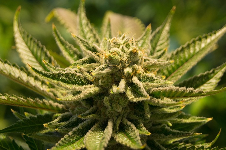 MMJRecs - cannabis plant