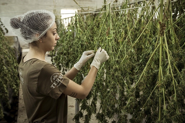 MMJRecs - growing cannabis