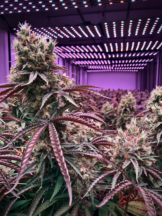 MMJRecs - marijuana plants