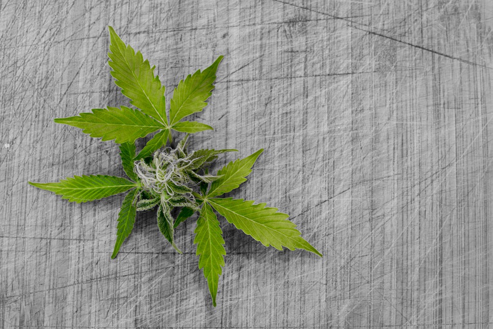 MMJRecs - small cannabis plant