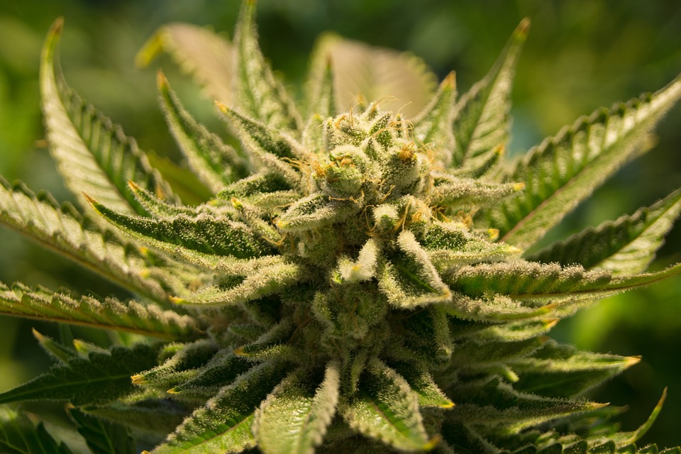 MMJ - Cannabis plant