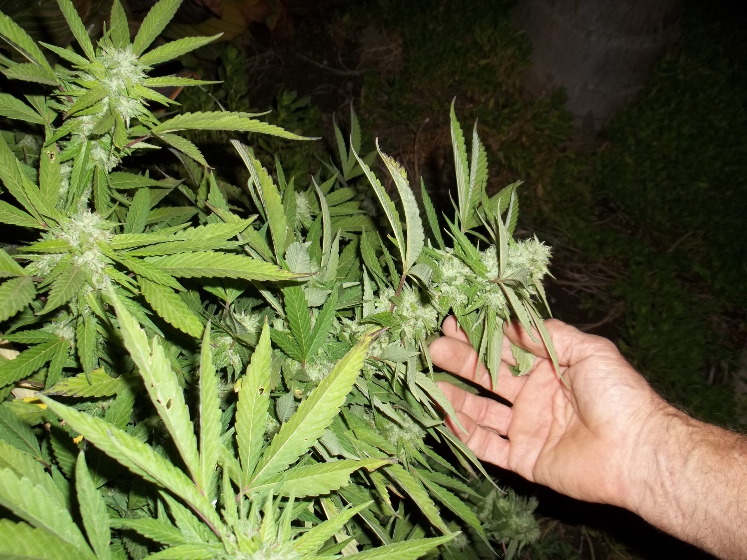 California medical marijuana growing