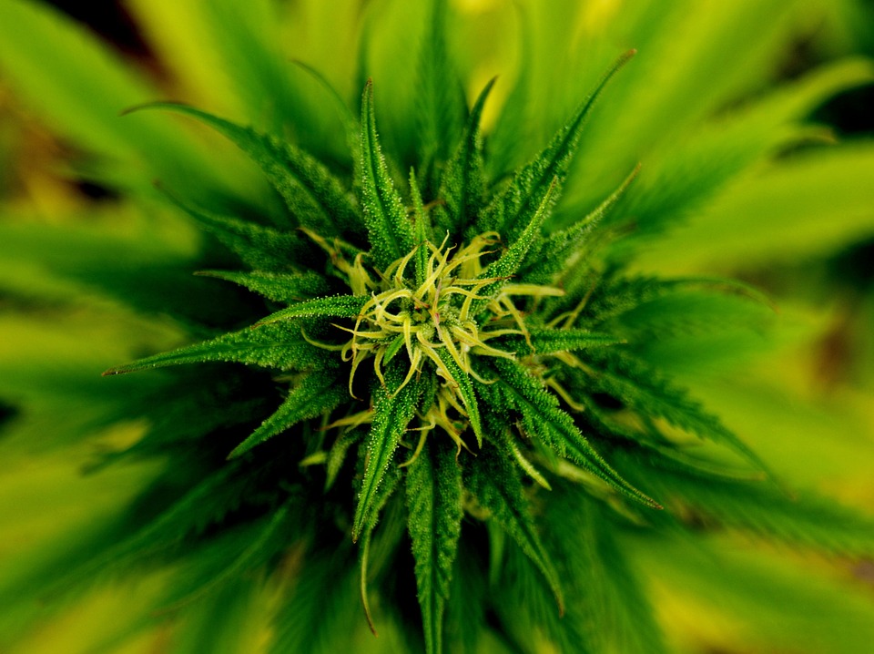 MMJ Recs - Marijuana Plant